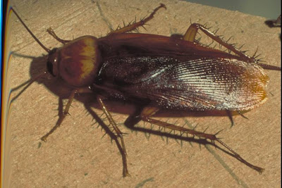 americancockroach.jpg