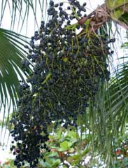 The Acai Berry on the Palm