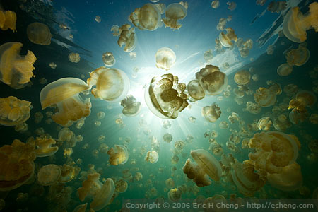 [echeng-jellyfish-lake-palau.jpg]