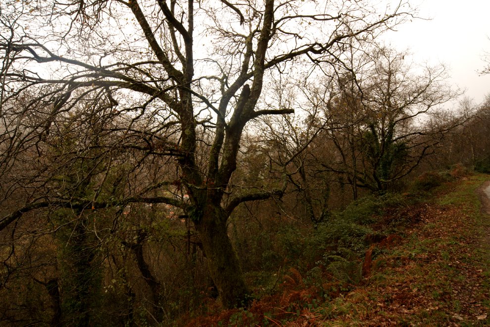 [DSC09113A+990X.jpg]