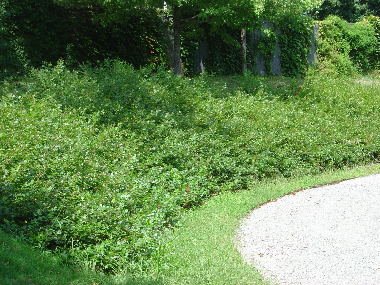 Plant Inventory at 20 Timothy Rhus aromatica / Fragrant Sumac
