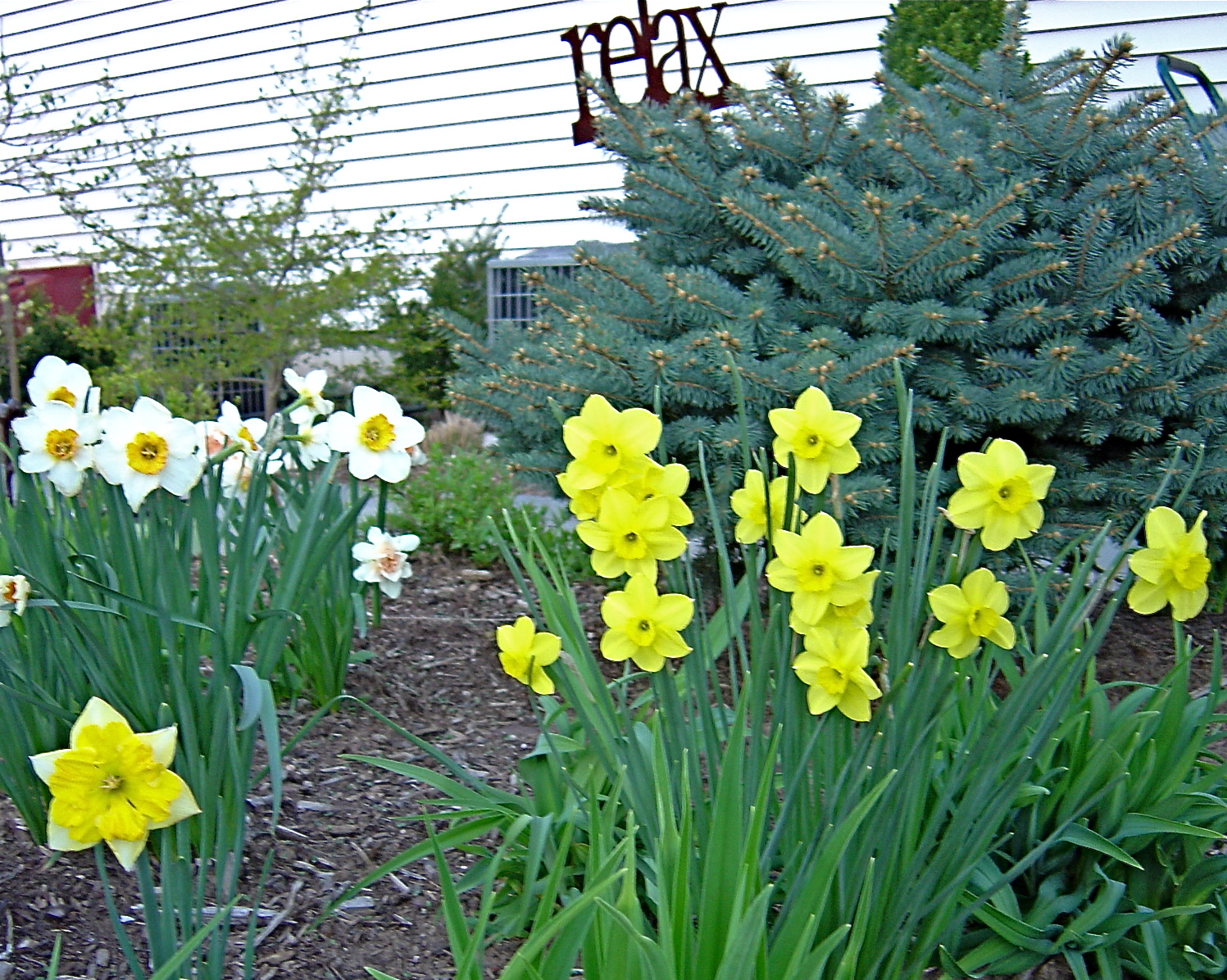 Plant Inventory Daffodils and Daylilies