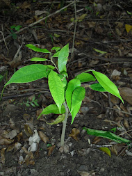 Anakan Aquilaria malaccencis