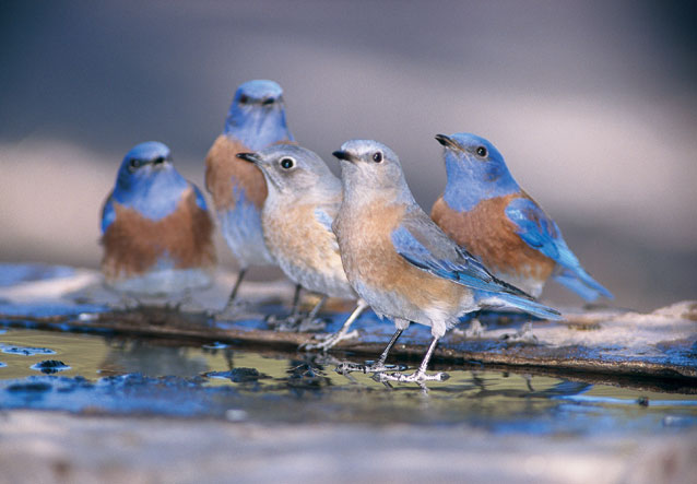 Blue Birds Pics