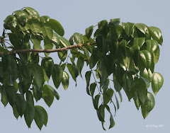Tree of the Dominican Republic