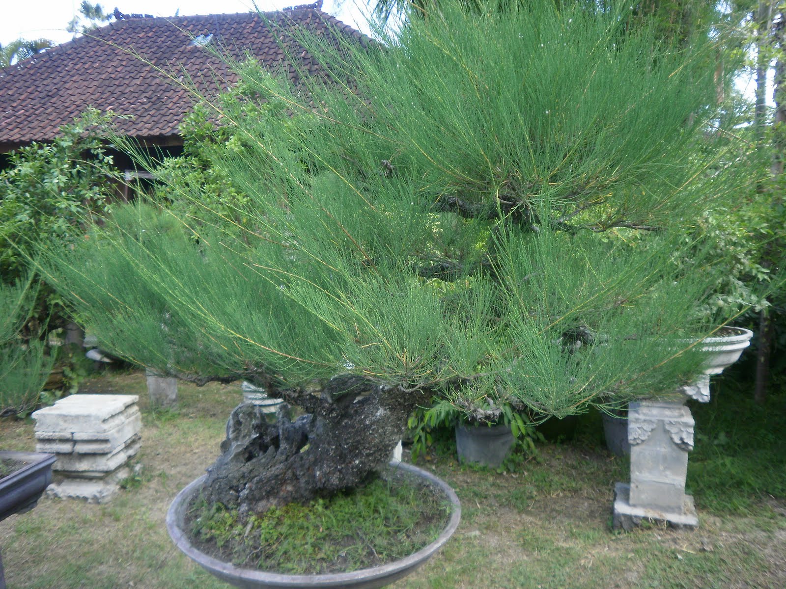 The Tree Blog Bonsai Cafe Sanur Beach Bali