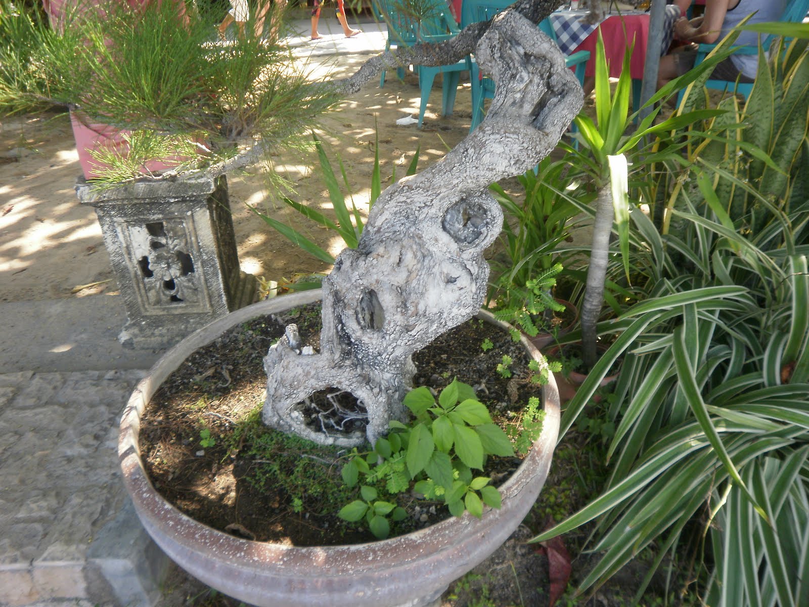 The Tree Blog Bonsai Cafe Sanur Beach Bali