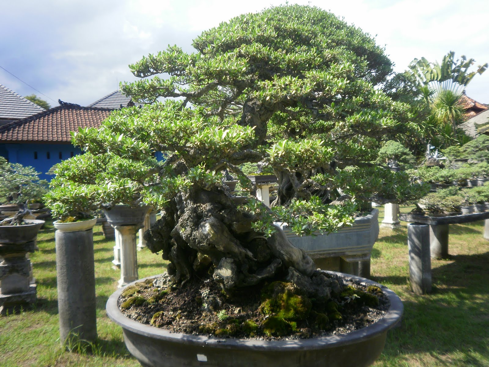 The Tree Blog Cafe BonsaiSanur Bali