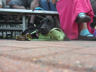 Picture of Rudy in a down-stay watching the parade - he's using my purse as a pillow