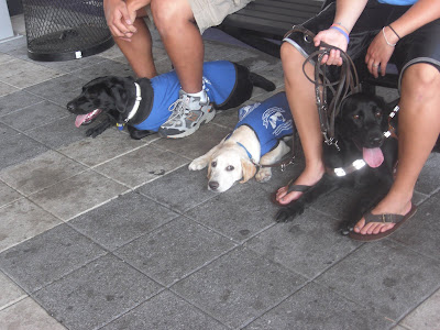 Picture of 3 dog in our group under a bench doing a down-under. Left to right: Elsa, Charlie S & Laura