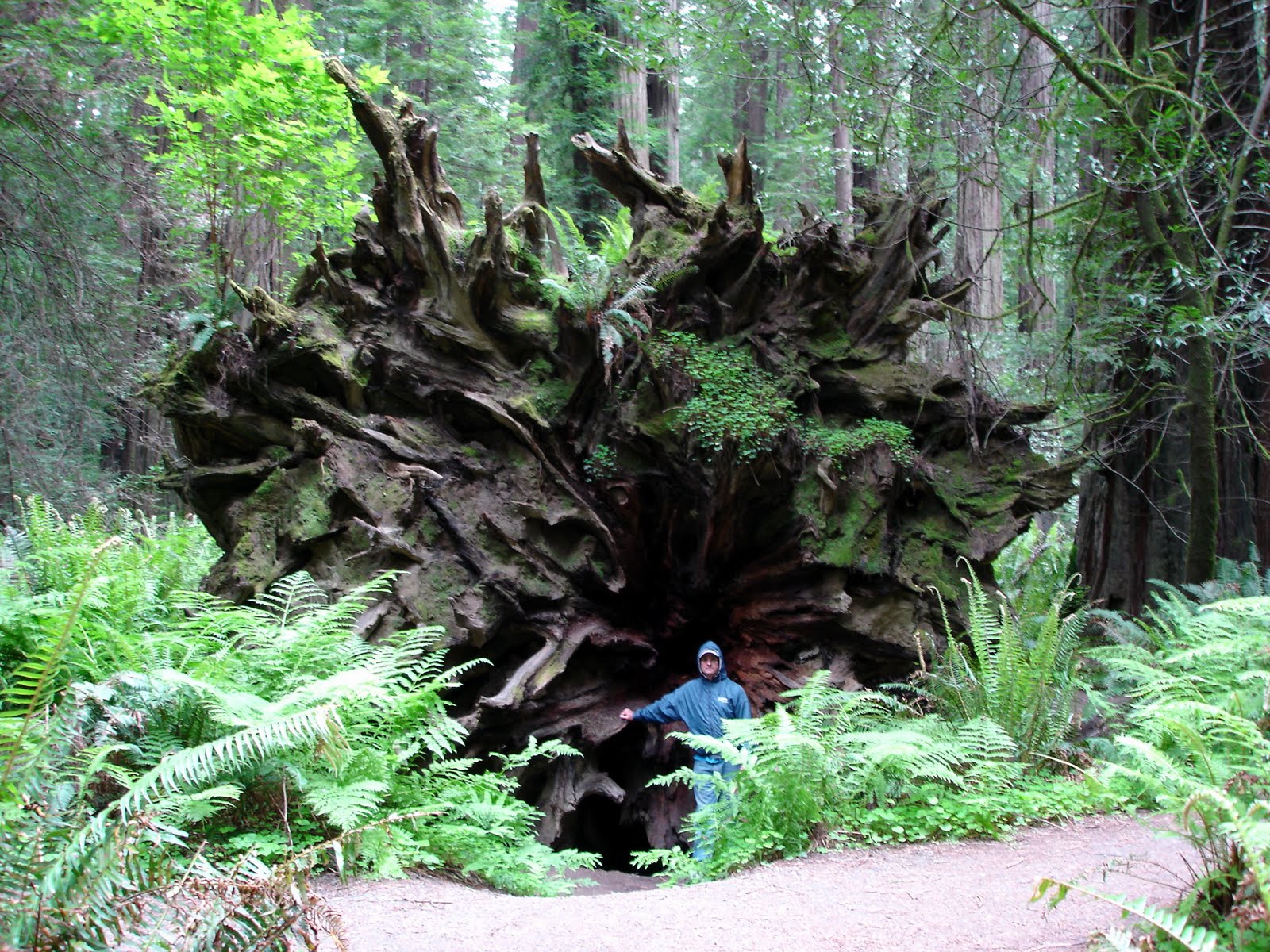 The Haley Hiatus Redwood Country