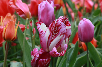 Tulips from RCR Photo Gallery