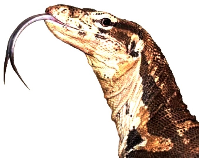 Anak Muda Shah Alam Awas Lakonan Biawak