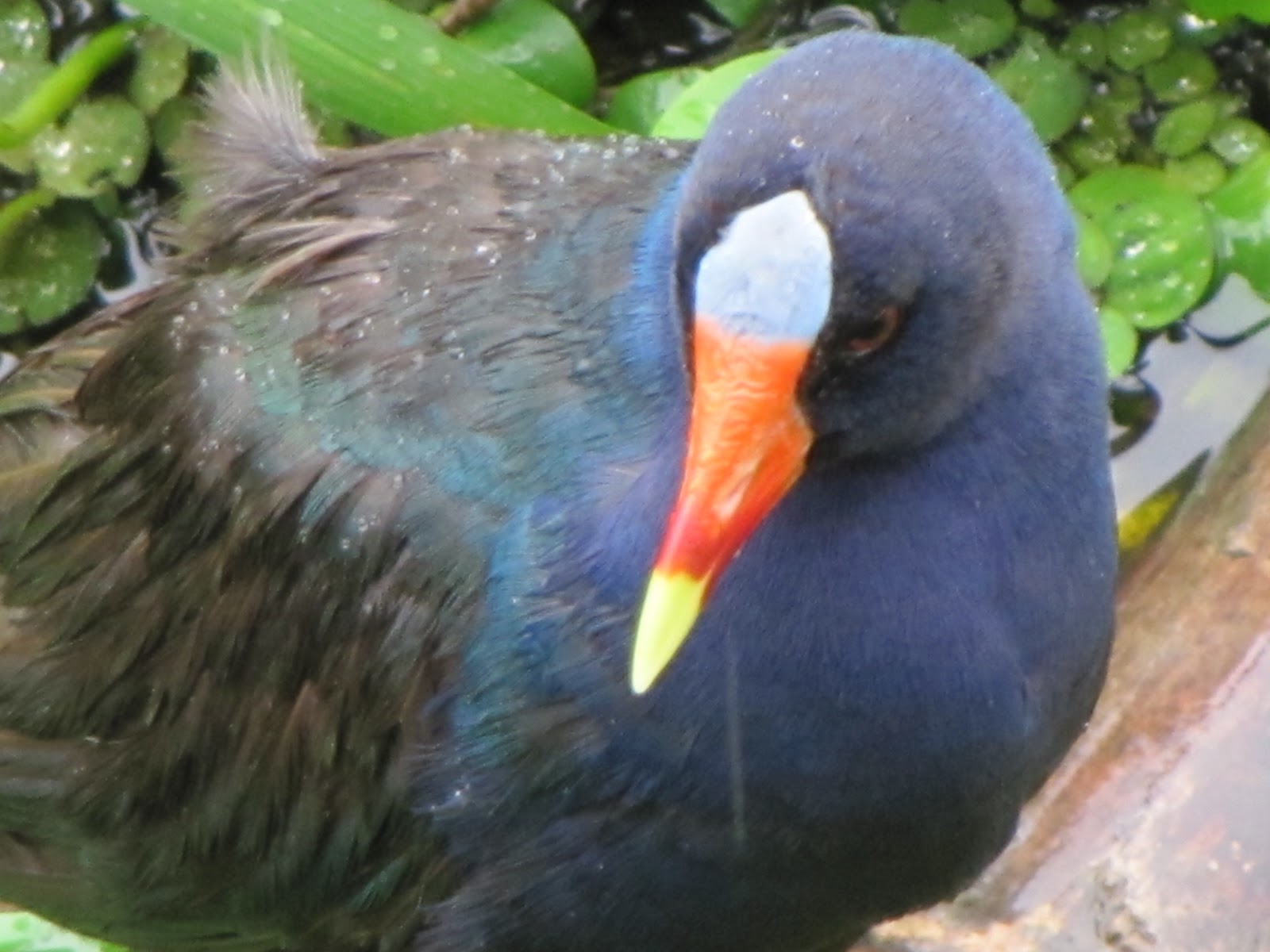 Tropical Rainforest Omnivores In The Tropical Rainforest