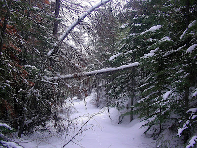 Virgin snow a ski loop near Bear Creek