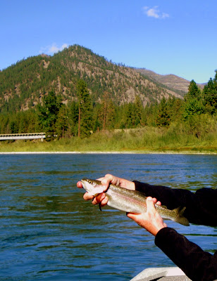 Fly Fishing the Clark Fork River near Superior, MT