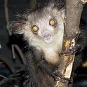 aye-aye