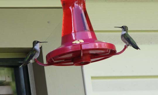 Two at Feeder Hummingbirds at Feeder
