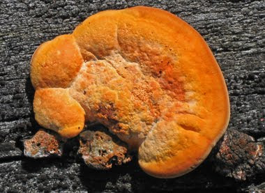 Fungus Wood