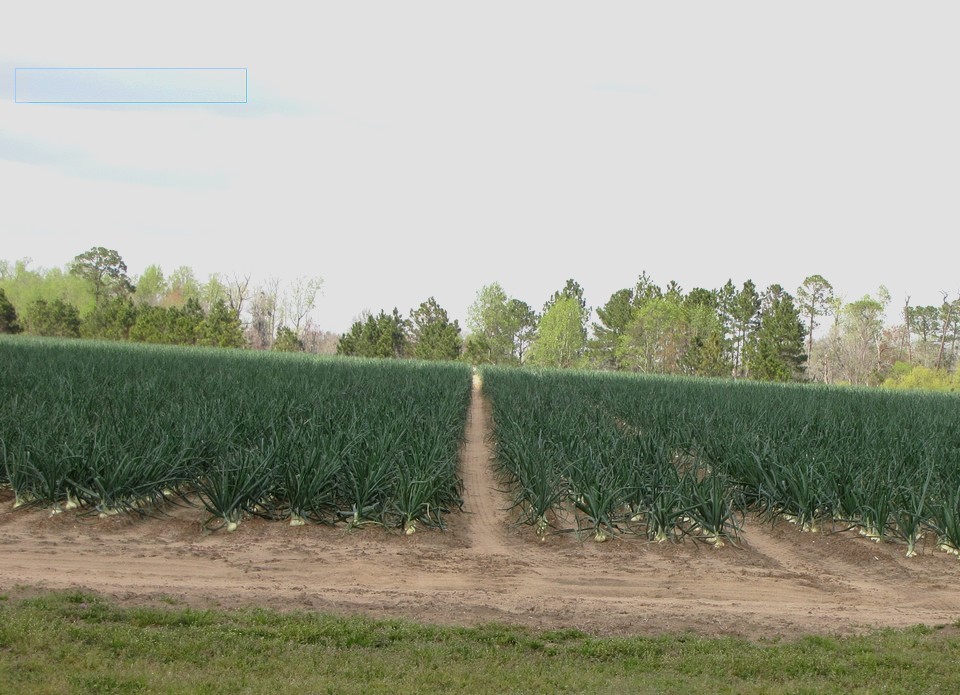 Strolling through (and sometimes Alabama) Vidalia Onions