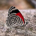 Borboleta 88