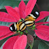 Heliconius ethilla narçaea