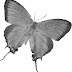 Evenus regalis