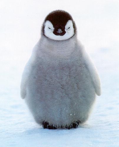 Very cute penguin chick