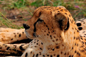 Cheetah