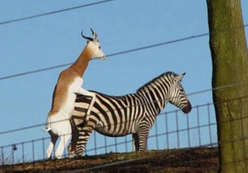 Fungugu Funny Pictures: Animals humping the wrong animals