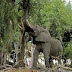 Dua Species Gajah Afrika Dua Species Gajah Afrika