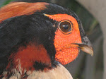 OS TRAGOPANS