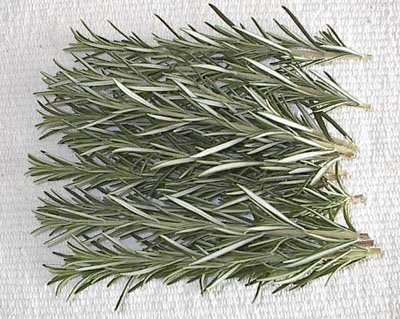 [rosemary.jpg]