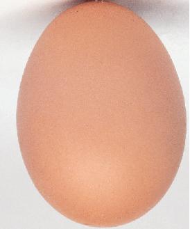 [Ovo.JPG]