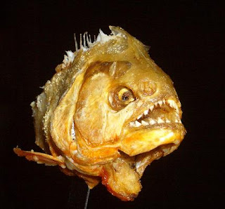 deadly fish piranha