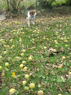 Walnuts For Dogs To Eat Walnuts For Dogs To Eat