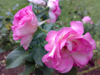 மணம் வீசும் ரோஸ் Rose+Flower