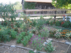 Wes and Laura's herb garden, 2008