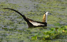 Pheasant-tailed Jacana