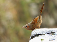 Streaked Laughingthrush