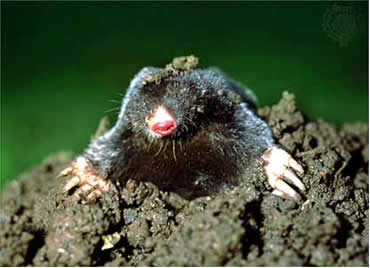 Rodent Mole