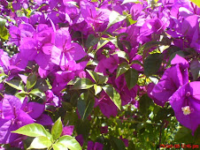 Primavera ou Bouganvillea