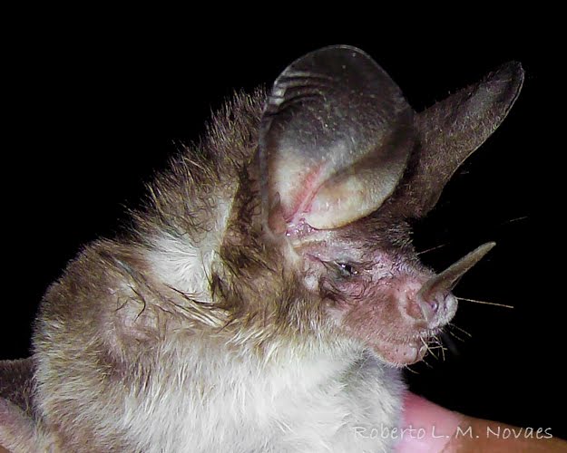 Morcegos do Brasil Micronycteris minuta
