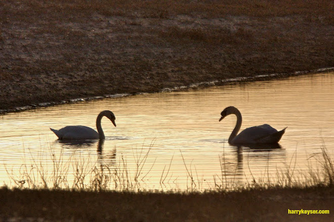 swans at sunset