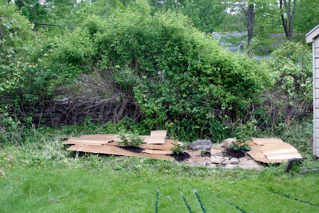 Future Plants By Randy Stewart Pheasant Berry