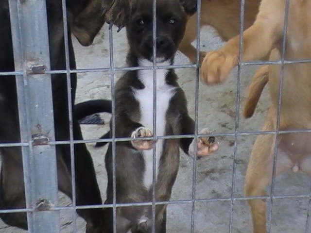 Abrin, adoptado el 28/11/08!