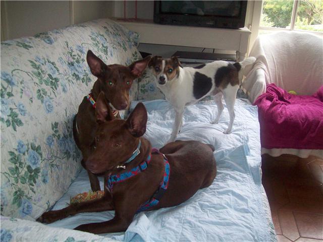 Dulcinea y Donatello en casa de acogida!