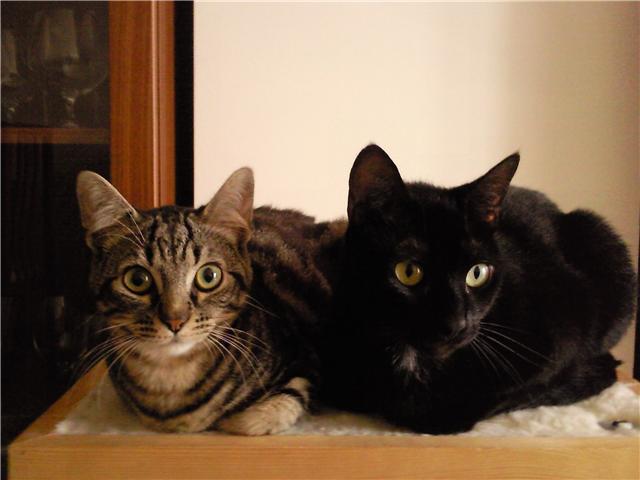 Menta y compañero adoptados en Diciembre del 2008, en su casa!