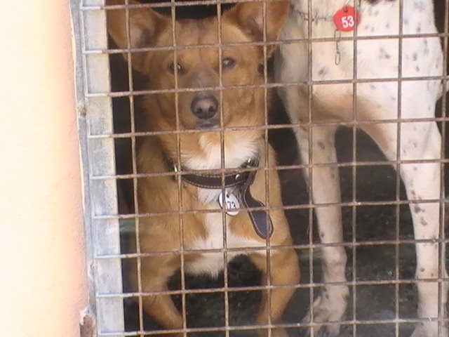 Braulio, adoptado en el extranjero!