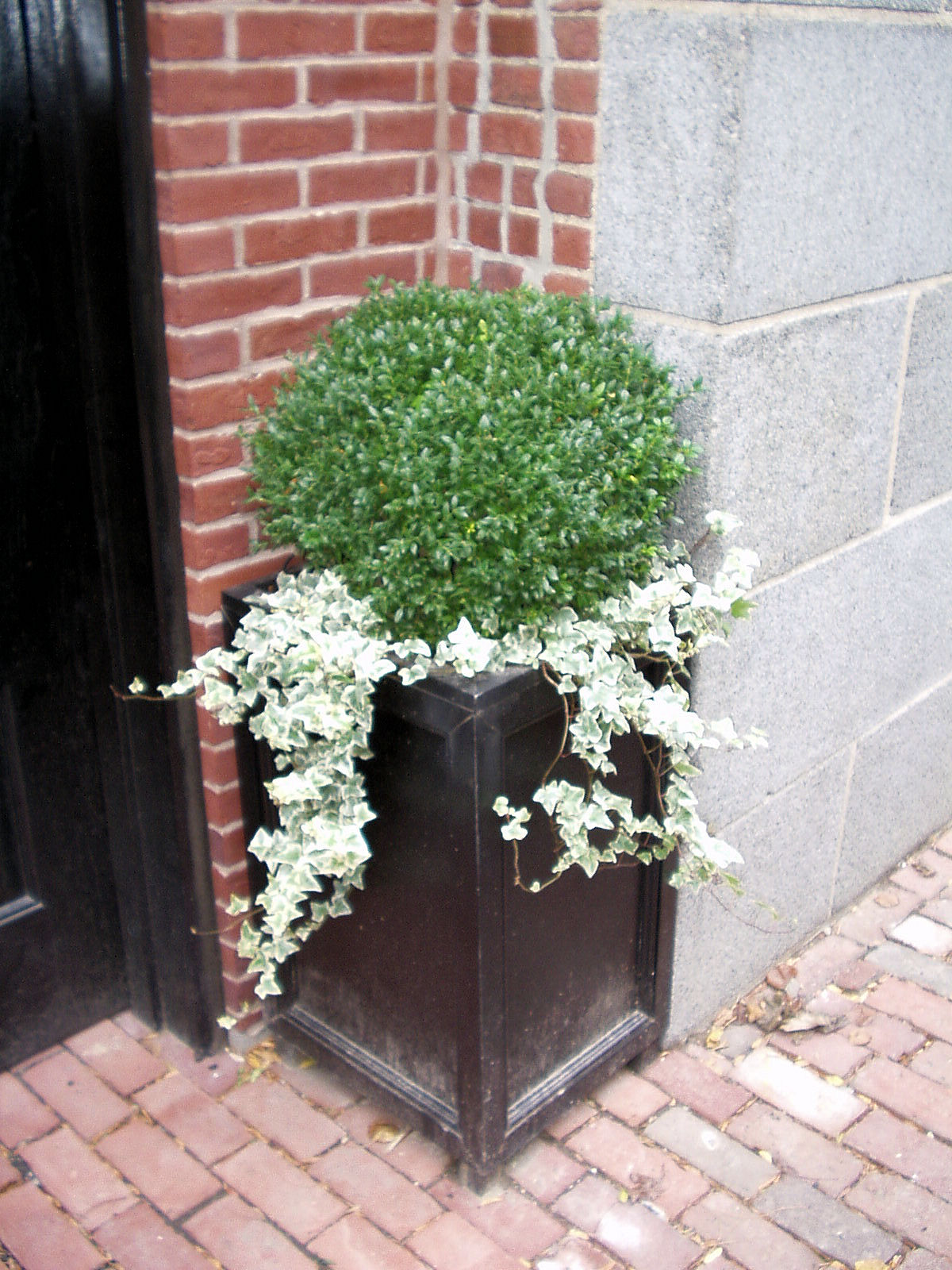 boxwood in containers pool landscaping boxwood terrace beacon hill decorates for christmas boxwood in containers pool landscaping boxwood terrace beacon hill decorates for christmas